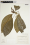 Aphelandra tetragona (Vahl) Nees, Venezuela, B. Trujillo 13953, F