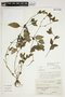 Ruellia erythropus (Nees) Lindau, Argentina, A. T. Hunziker 20649, F