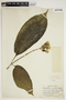 Trichanthera gigantea (Humb. & Bonpl.) Nees, Brazil, E. P. Killip 30230, F
