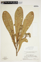 Anacardium humile A. St.-Hil., Brazil, B. Maguire 56420, F