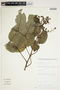 Mauria sudveolens Poepp. & Endl., Peru, A. H. Gentry 40147, F