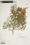 Schinopsis lorentzii (Griseb.) Engl., Bolivia, A. Krapovickas 31156, F