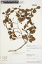 Buchenavia parvifolia Ducke, Peru, Rod. Vásquez 12314, F