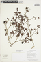 Buchenavia cf. parvifolia Ducke, Guyana, T. W. Henkel 3353, F