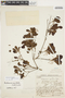 Buchenavia tetraphylla (Aubl.) R. A. Howard, Bolivia, J. Steinbach 6406, F