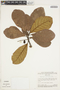 Buchenavia tomentosa Eichler, Brazil, W. Anderson 6960, F