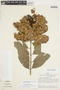 Combretum fruticosum (Loefl.) Stuntz, Peru, J. Schunke Vigo 4870, F