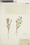 Cryptantha parviflora (Phil.) Reiche, Peru, A. Weberbauer 7398, F