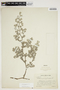Tiquilia paronychioides (Phil.) A. T. Richardson, Peru, I. M. Johnston 3523, F