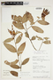 Orthaea abbreviata Drake, Peru, S. D. Knapp 7741, F