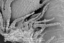 Chandonanthus squarrosus image