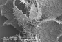 Lophocolea villosa image