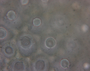 Cryptolophocolea mitteniana image