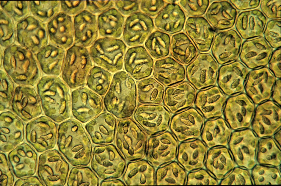 Frullania patula image