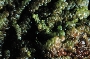 Frullania ptychantha image