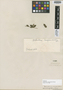 Metastelma campanulatum Decne., BRAZIL, Schomburgk 847, Isotype, F