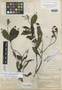 Cordia guanacastensis Standl., COSTA RICA, A. M. Brenes 12713, Holotype, F