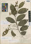 Cordia prunifolia I. M. Johnst., GUATEMALA, A. F. Skutch 2098, Isotype, F
