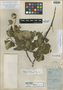 Cordia storkii Standl., COSTA RICA, H. E. Stork 2758, Holotype, F