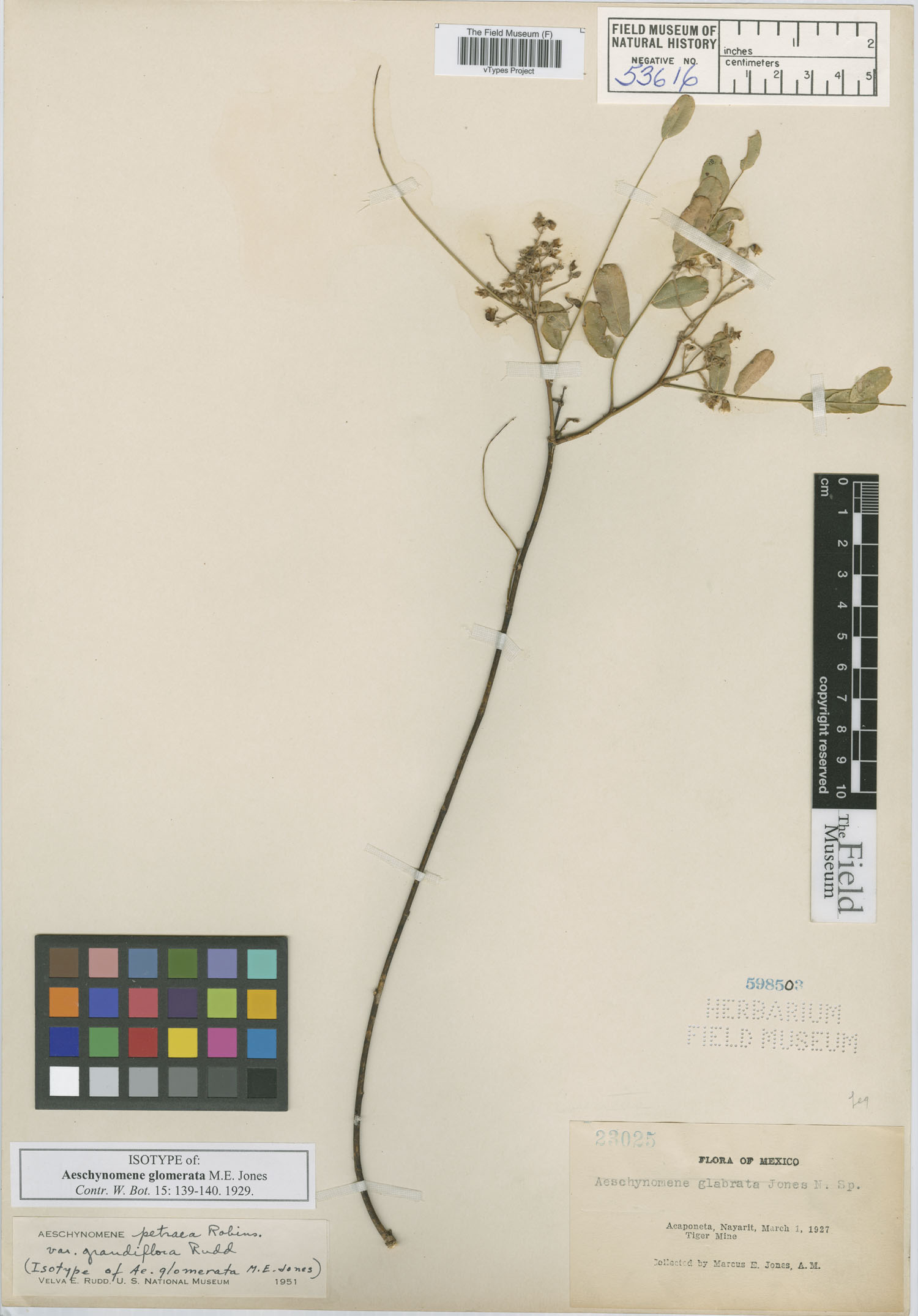 Aeschynomene petraea var. grandiflora image
