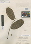 Allania insignis Benth., BRITISH GUIANA [Guyana], R. H. Schomburgk 524, Isotype, F