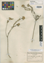 Amphithalea sericea Schltr., South Africa, F. R. R. Schlechter 7722, Isotype, F