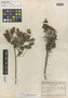 Amphithalea speciosa Schltr., South Africa, F. R. R. Schlechter 7614, Isotype, F