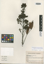 Andira taurotesticulata R. T. Penn., COLOMBIA, G. Lozano Contreras 3963, Isotype, F