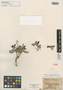 Astragalus cyaneus Fendler, U.S.A., A. Fendler 148, Isotype, F