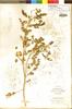 Astragalus vallaris image