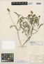 Astragalus guatemalensis var. lozani image