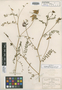 Astragalus painteri image