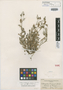 Astragalus purpusii image
