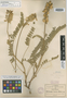 Astragalus yaquianus image