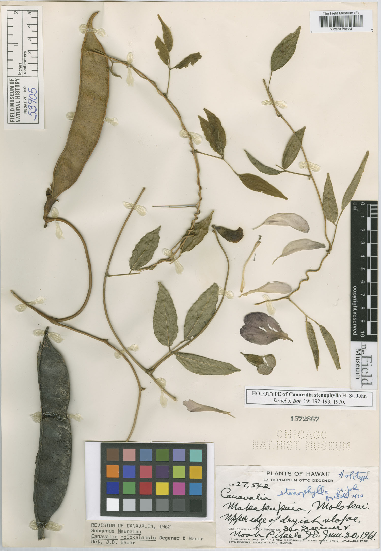 Canavalia stenophylla image