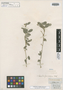 Collaea rosea Benth., BRITISH GUIANA [Guyana], R. H. Schomburgk 261, Isotype, F