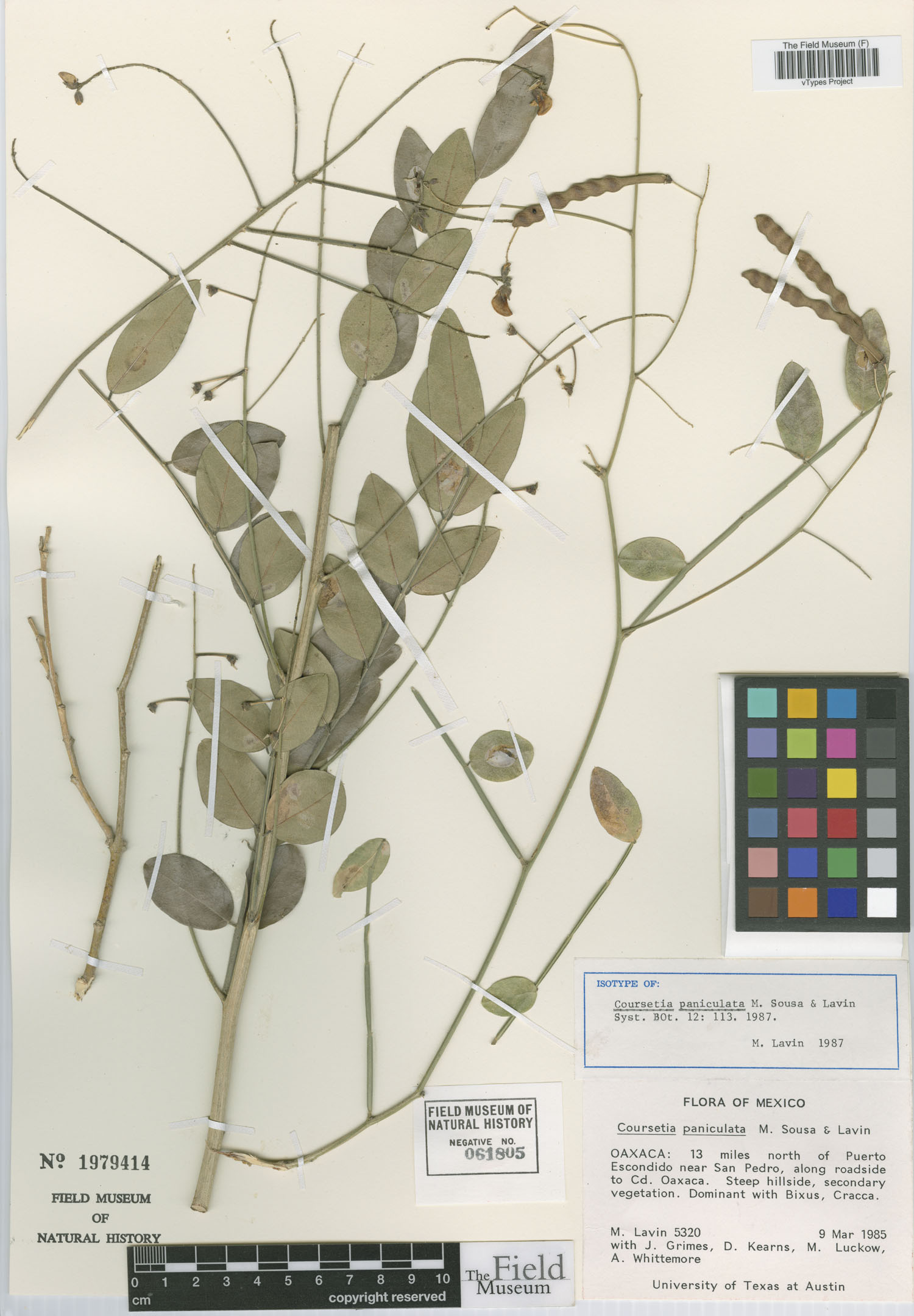 Coursetia paniculata image