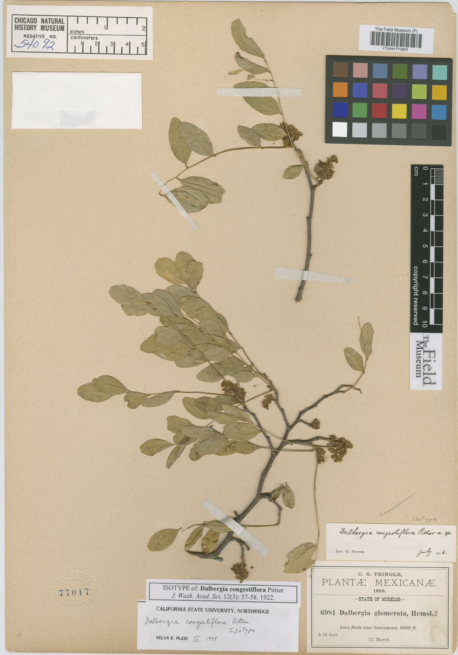 Dalbergia congestiflora image