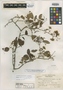 Dalbergia paucifoliolata image