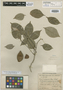 Lonchocarpus acuminatus image