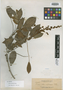 Derris atroviolacea Elmer, Philippines, A. D. E. Elmer 13105, Isotype, F