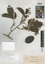 Derris subalternifolia Elmer, Philippines, A. D. E. Elmer 12965, Isotype, F