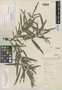 Eriosema pinetorum image
