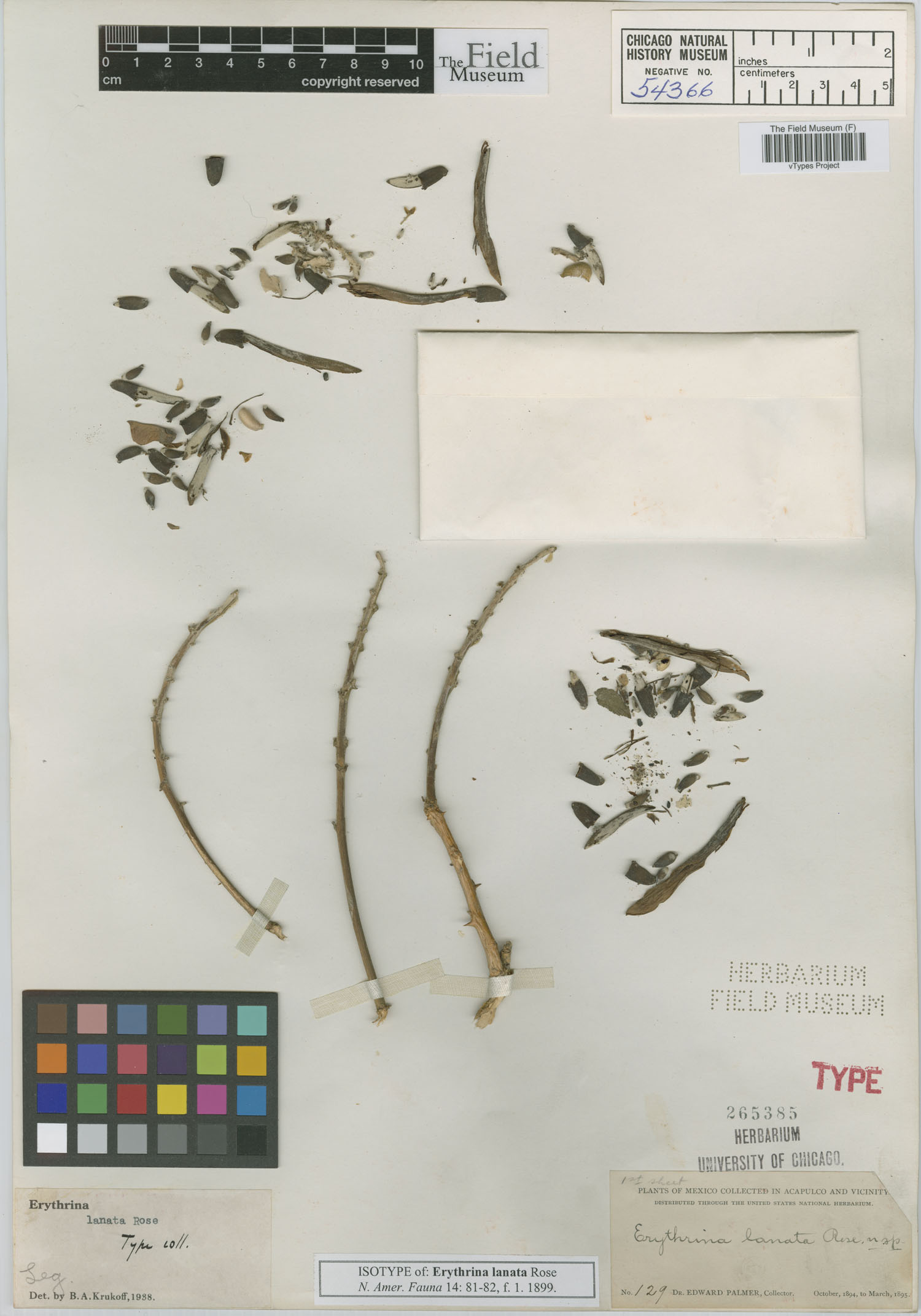 Erythrina lanata image
