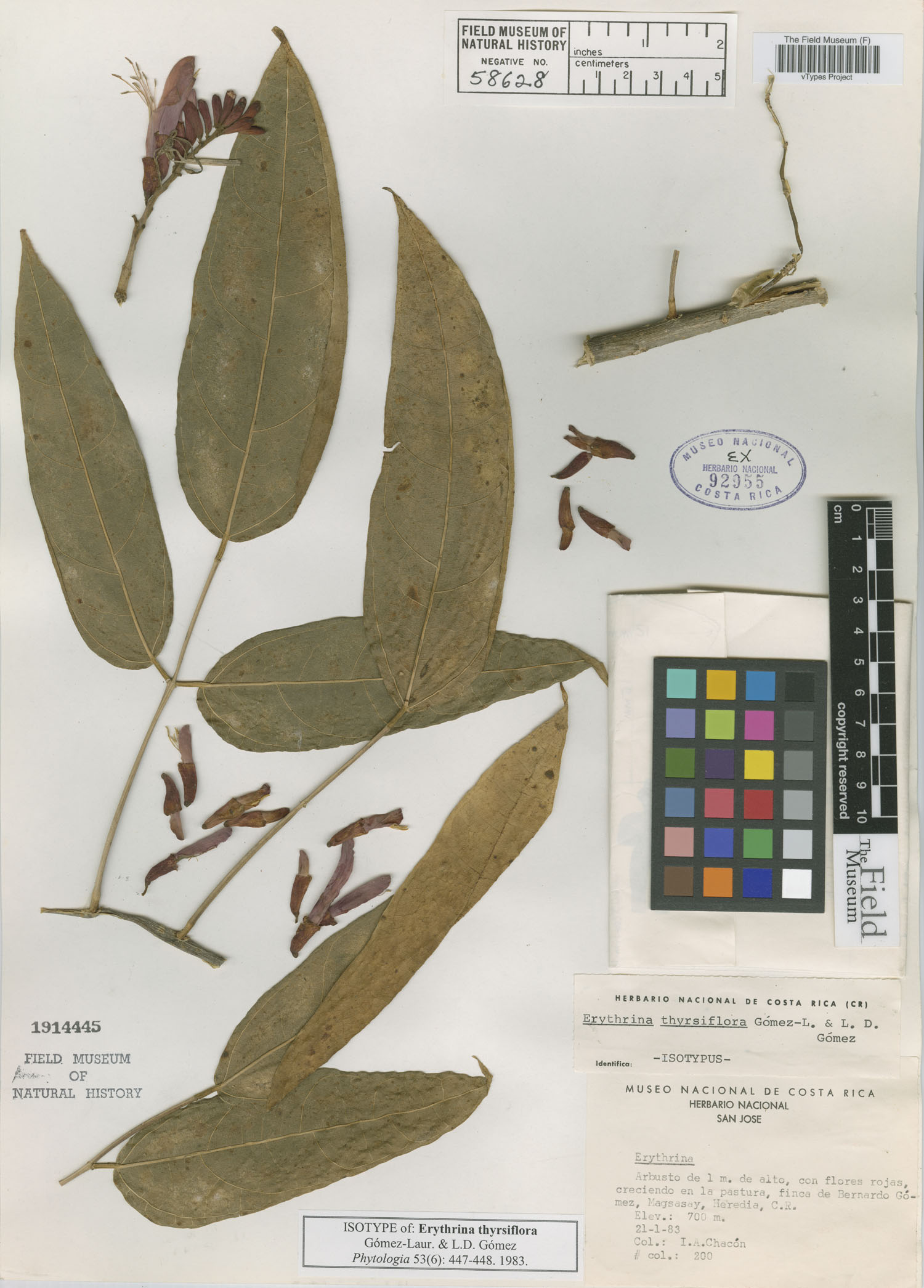 Erythrina thyrsiflora image