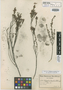Indigofera hamulosa Schltr., F. R. R. Schlechter 7612, Isotype, F