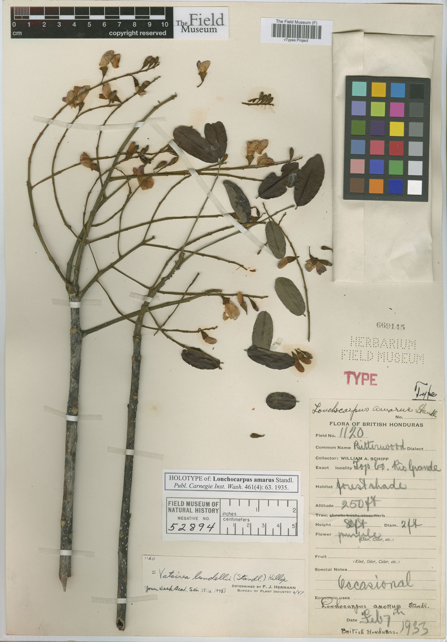 Lonchocarpus amarus image