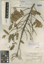 Lonchocarpus apricus image