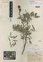Lonchocarpus castilloi image