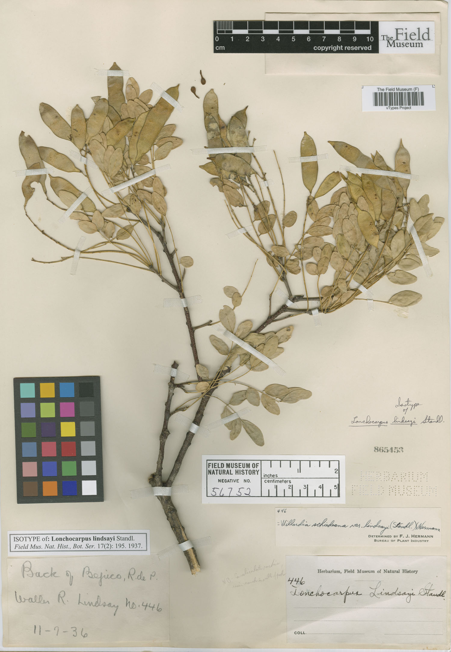Lonchocarpus lindsayi image